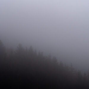 Wald im Nebel