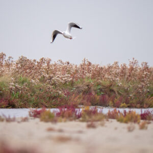 Möwe in den Salzwiesen Böhl