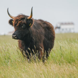 Kuh auf Salzwiese in Böhl
