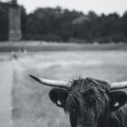 Kuh Böhler-Leuchtturm sw