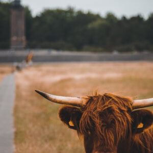 Kuh Böhler Leuchtturm